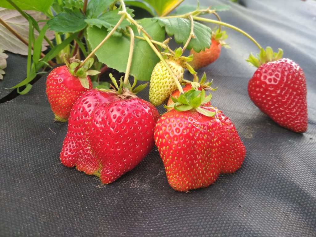 Клубника Азия (ранний сорт)