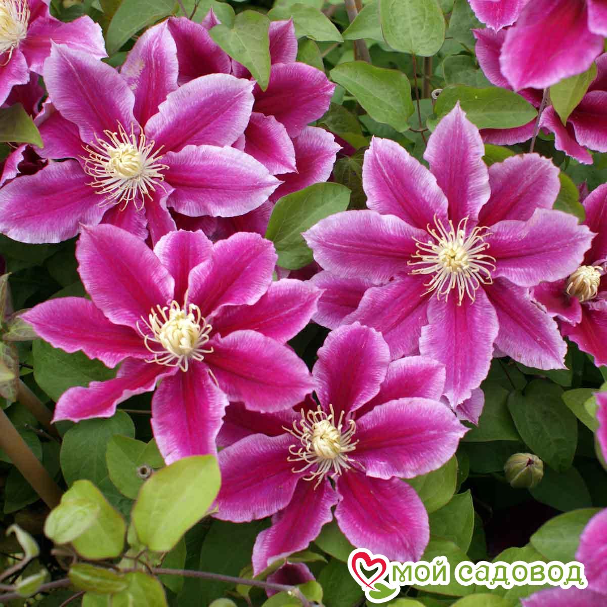 Клематис Анжела ЗКС