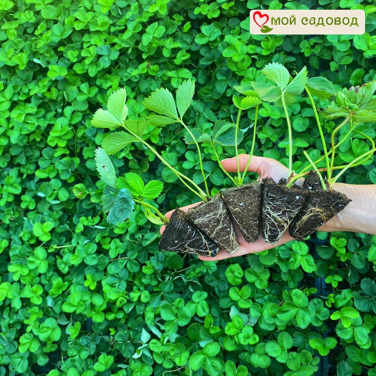 Клубника Кардинал (ремонтантный сорт) ЗКС С1