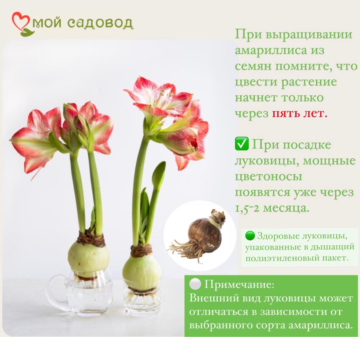 АМАРИЛЛИС МАХРОВЫЙ АФРОДИТА