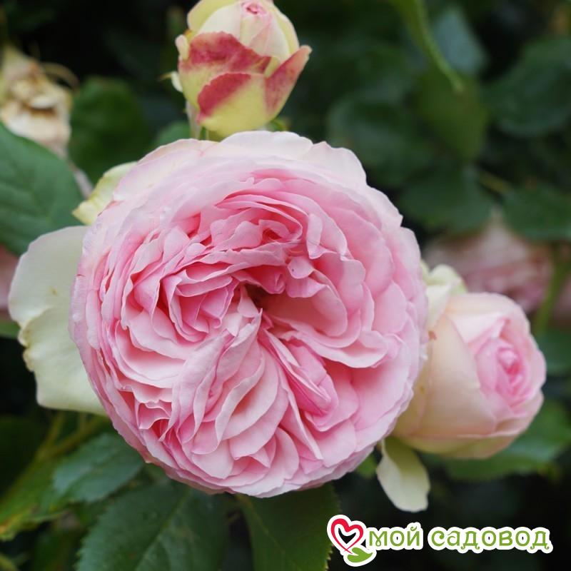 Роза плетистая Пьер де Ронсар