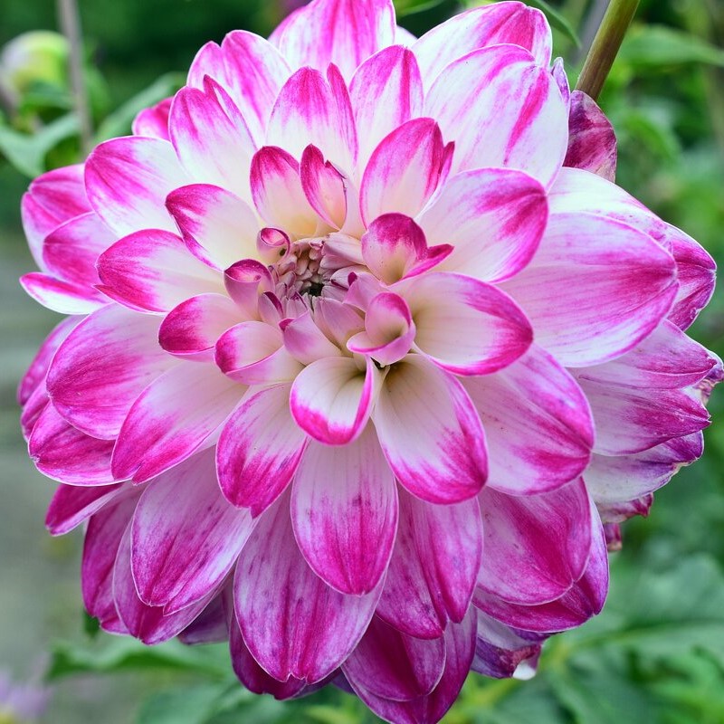 Георгина декоративная Фернклифф Дуо (FERNCLIFF DUO)