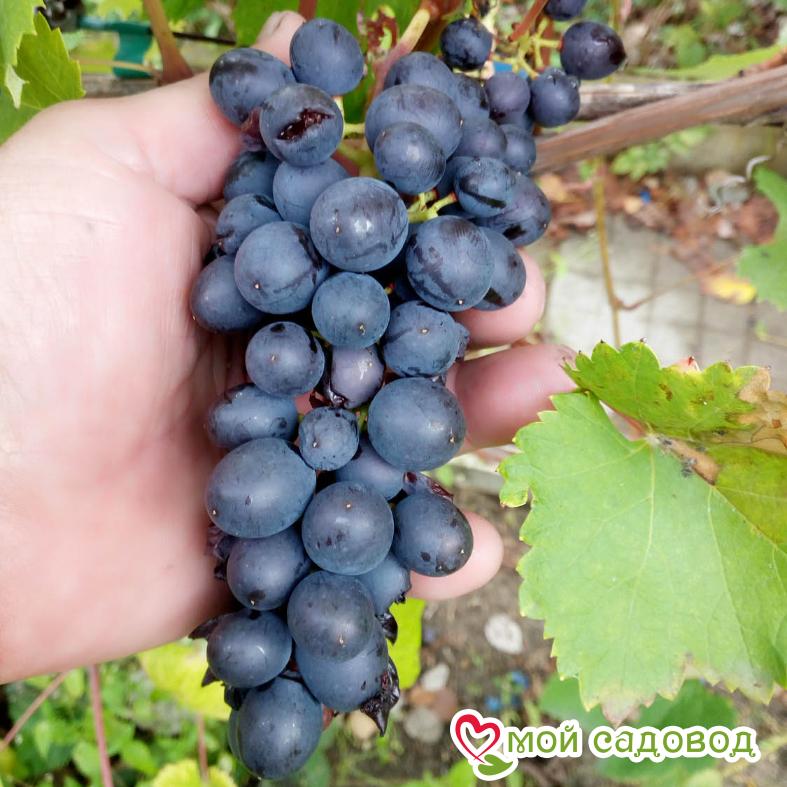 Виноград Таежный