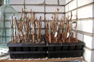 черенок граната